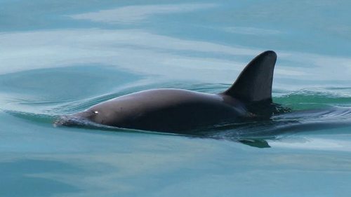 Их осталось всего 10: самое редкое морское млекопитающее на Земле объявили вымирающим