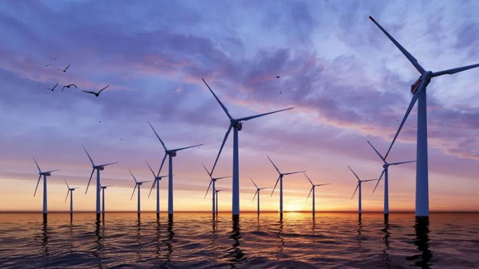 Как крупные ветряные электростанции влияют на морскую жизнь