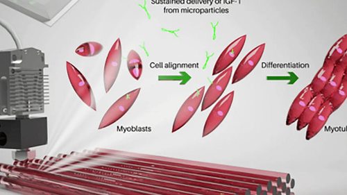 Созданы биочернила, которые запускают регенерацию тканей
