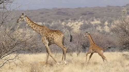 Без единого пятнышка. Первого в мире безупречного жирафа в дикой природе заметили в Африке