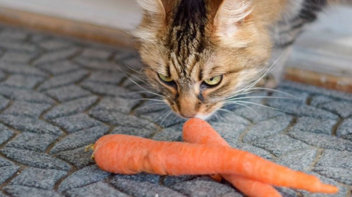 Полезная или опасная веганская еда для кошек: ученые дали ответ на новое исследование