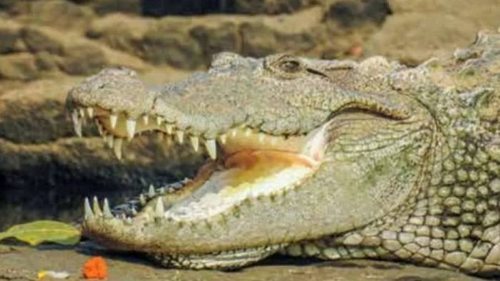Крокодилы в Индии спасли собаку от нападения дикой стаи: мнения ученых...