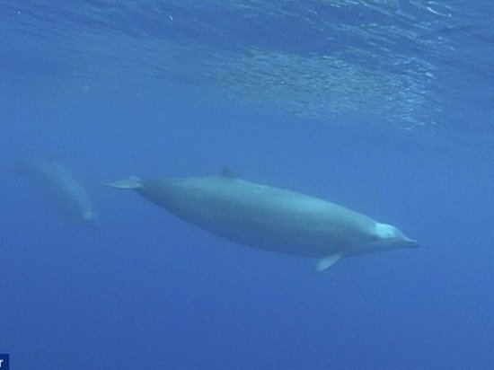 Очень редкого кита ремнезуба Тру впервые сняли на видео
