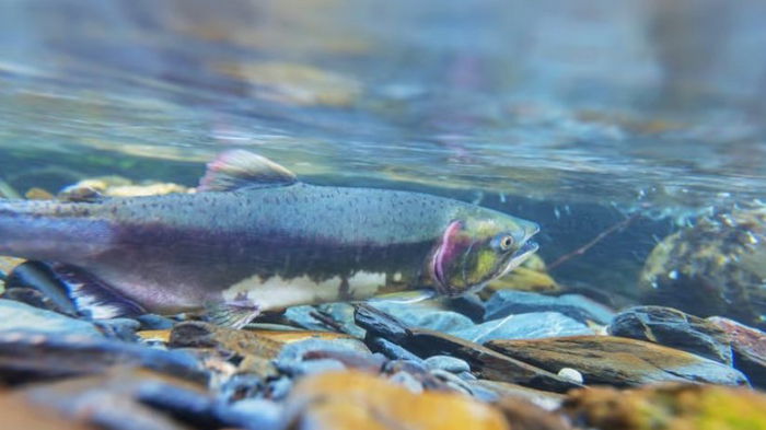 Спасти рядового лосося. Ученые нашли способ защитить рыб от невыносимой жары