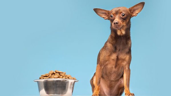 Лечебные корма для собак: виды и особенности ветеринарных диет