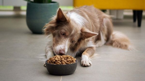 Лечебные корма для собак: виды и особенности ветеринарных диет