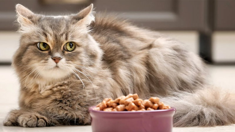 Вологі котячі корми: вибір, класифікація та переваги