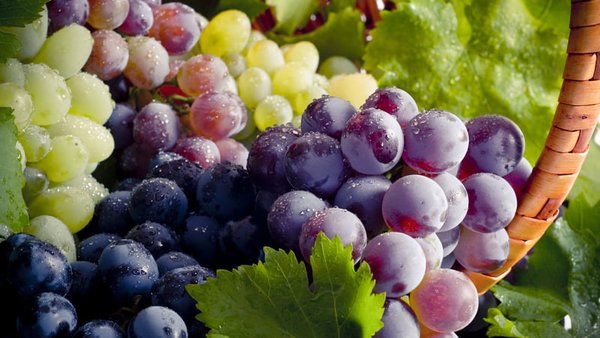 Как подобрать сорт винограда в зависимости от вашего региона