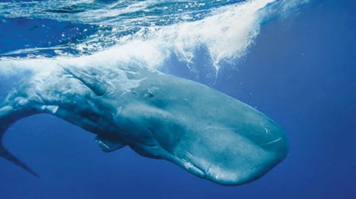 Что общего у человека и животного с самым большим мозгом на Земле: ученые нашли ответ в океане