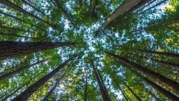 Пошли против законов природы: ученые обнаружили, что леса идут против системы
