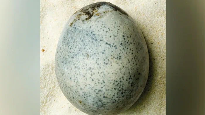 У Британії знайшли неушкоджене яйце, якому майже 2 тисячі років