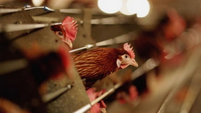 В Дании из-за вспышки птичьего гриппа уничтожат 20 тысяч кур