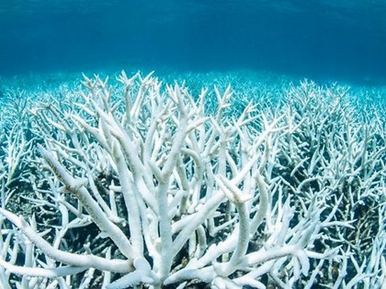 Большой Барьерный риф начал белеть из-за глобального потепления