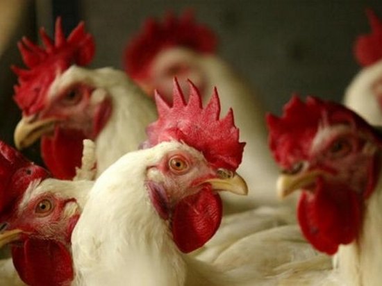 Азия и Евросоюз остановили импорт украинской птицы