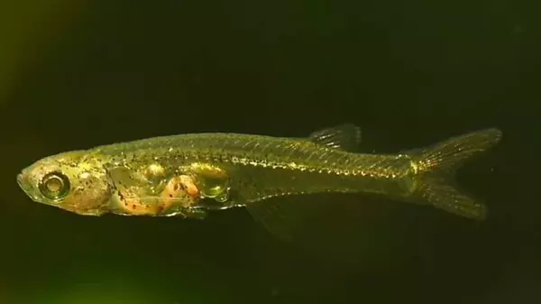 Дебошир подводного мира: самая громкая рыба длиной 12 мм кричит на громкости 140 децибел (видео)