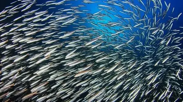 В океане массово «худеет» и сокращается рыба: что стало причиной вырождения