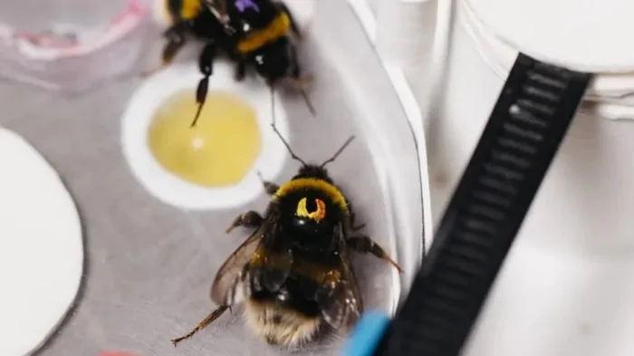 Вечерняя школа для шмелей: насекомые демонстрируют такие же навыки, что и люди (видео)