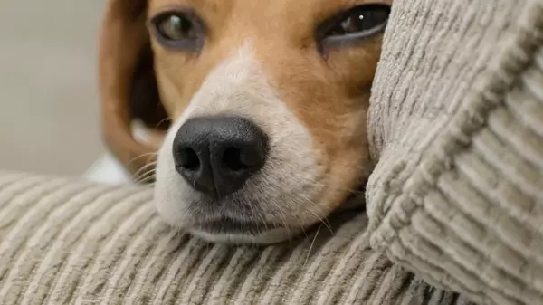 Смертельно опасное выражение любви: почему нам стоит избегать облизывания собаками