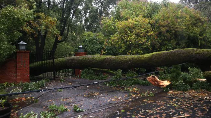 В Одессе шторм повалил деревья и усложнил проезд: какие улицы лучше объехать