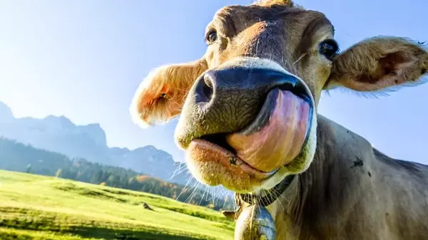 Корову скрестили с ДНК человека: ее молоко начало производить лекарство от диабета