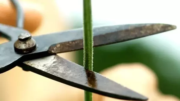 Отчаянно просят помощи: ученые записали, как «кричат» растения, когда им делают больно (видео)