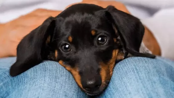 Такс в Германии объявят вне закона: почему эту породу собак хотят запретить