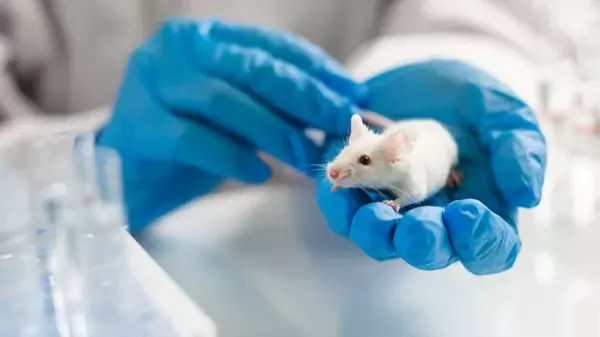Ученые случайно зомбировали мышей: они превратили их нейроны в «живых мертвецов»
