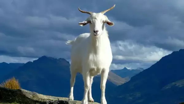 Местные власти в Италии предлагают «усыновлять коз», которых в шесть раз больше, чем людей