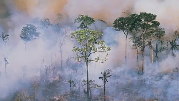 В 2023 году в мире исчезали тропические леса площадью 10 футбольных полей в минуту