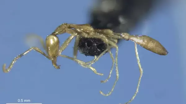 В Австралии обнаружили новый вид муравьев