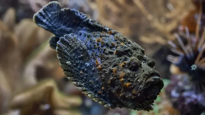 Камень с недовольным лицом: что особенного в самой ядовитой рыбе в мире