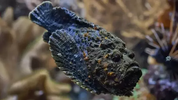 Камень с недовольным лицом: что особенного в самой ядовитой рыбе в мире