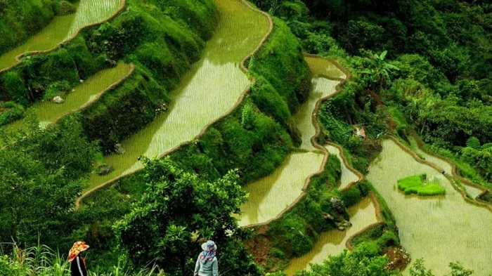 Филиппины отказались от идеи «золотого риса»: ученые предупредили — погибнут тысячи людей