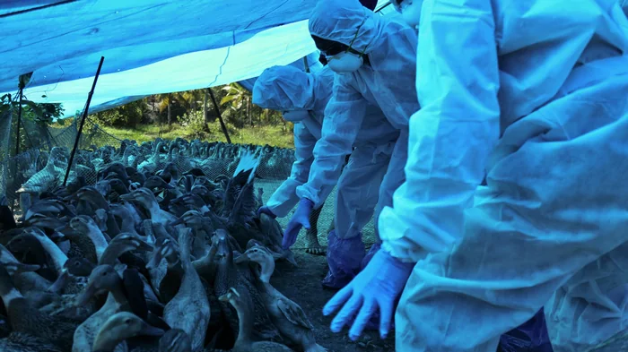 Первые звоночки приближающейся пандемии: вирус птичьего гриппа опасно мутировал