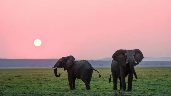 Исследователи обнаружили, что слоны способны отзываться и обращаться друг к другу по имени