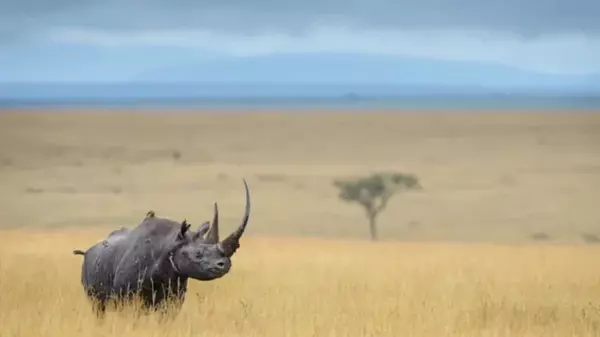 Носорогов в Африке вооружили радиоактивными рогами: будут защищаться от браконьеров (видео)
