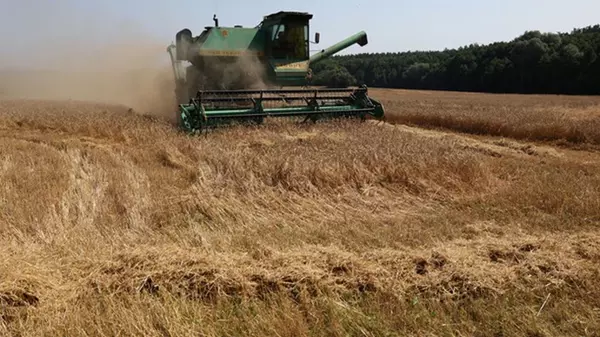 В Украине спрогнозировали падение урожая поздних культур