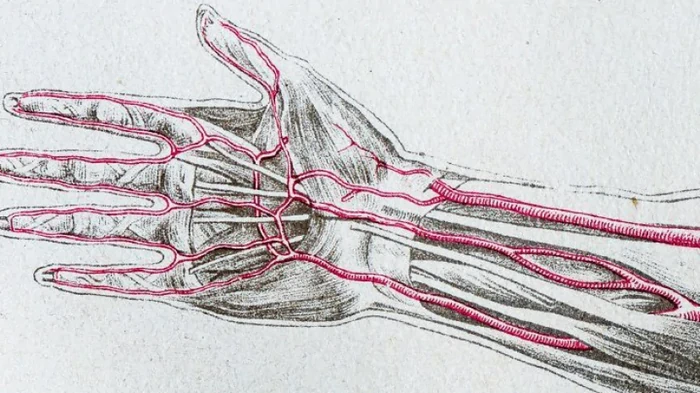 Все больше людей на Земле продолжают выращивать дополнительную артерию на руках: зачем им это
