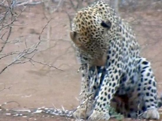 В интернете показали атаковавшего дикобразов леопарда (видео)