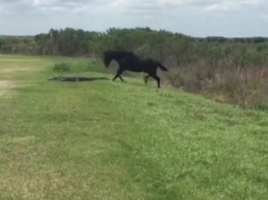 Во Флориде дикая лошадь атаковала аллигатора (видео)