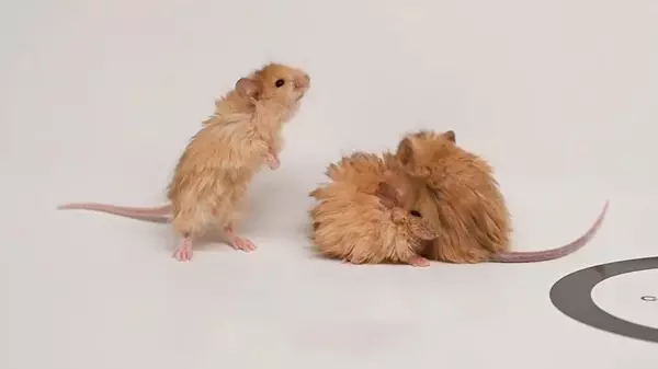 Ученые создали «шерстистых мышей» в попытках вернуть к жизни вымершего мамонта