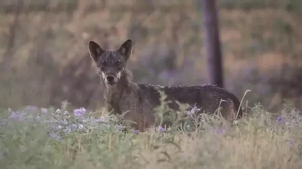 Невероятное возвращение: количество волков в Европе растет невероятными темпами (видео)