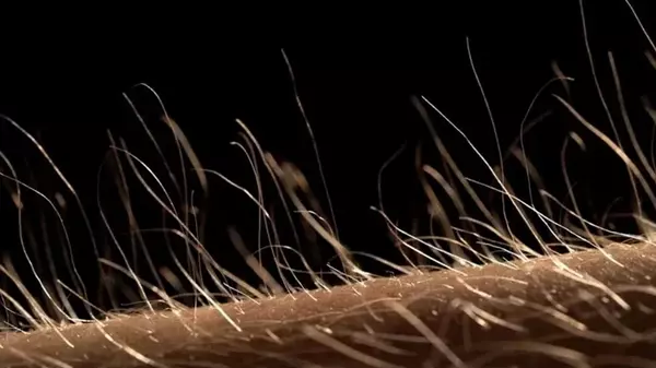 Почему волосы на теле никогда не будут такими длинными, как на голове: ученые дали ответ