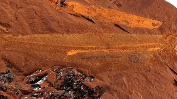 Жили 15 млн лет назад: ученые нашли неизвестный вид вымерших рыб с секретом внутри