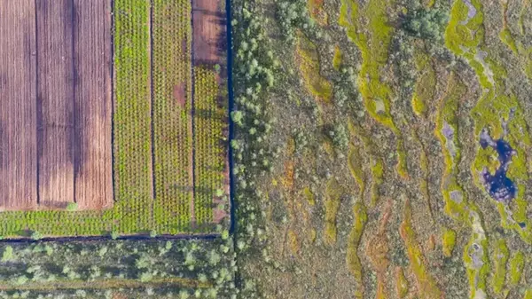 Нечто на Земле уничтожает биоразнообразие во всем мире у всех видов: ученые назвали причину