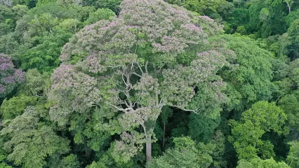Любят пощекотать нервы: найден единственный вид на Земле, которому нравятся удары молнии (фото)