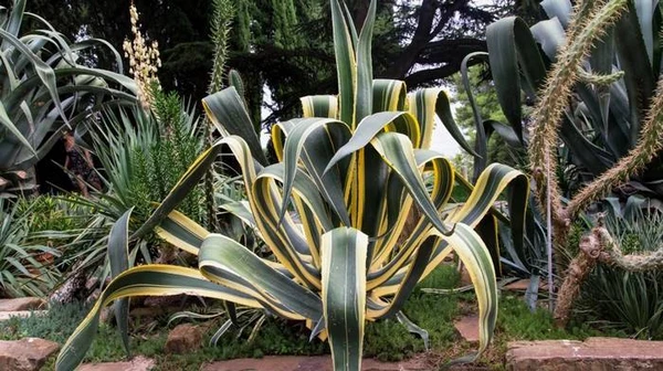 Які варто купити рослини для саду