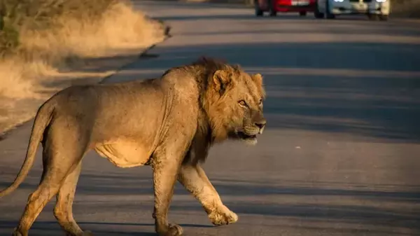 Что-то массово убивает животных в отдаленных горах Африки: леопарды и львы могут вовсе исчезнуть