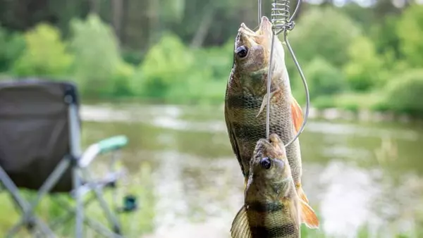 Лунный календарь рыбака на май 2025 года: точные даты фантастических уловов