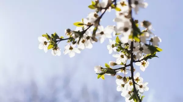 Весеннее похолодание с неожиданностью: какой будет погода в ближайшие дни в Украине